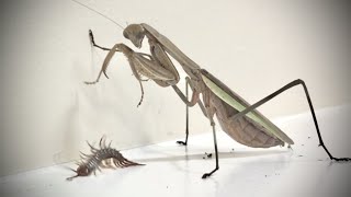 Praying Mantis VS Centipede [upl. by Westleigh]