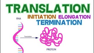 TRANSLATION  3 PHASES  INITIATION ELONGATION and TERMINATION  PROTEIN SYNTHESIS [upl. by Sibelle640]