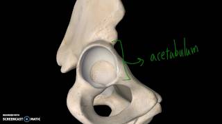 Pelvis Anatomy Tutorial Bone [upl. by Gehlbach]