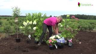 Handige tips en info voor het planten van een hortensia [upl. by Lemmy]