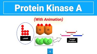 Protein Kinase A with animation [upl. by Sparks]