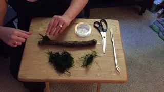 HOW TO attach JAVA MOSS to driftwood [upl. by Craig848]