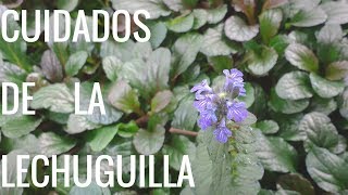 Ajuga ReptansBúgulaLechuguilla Informacion sobre sus cuidados [upl. by Arytahs]