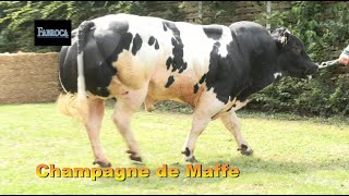 Champagne de Maffe [upl. by Nared]