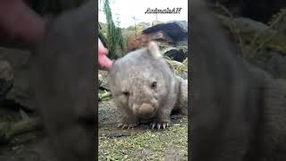 Facts about Wombats [upl. by Gregg]