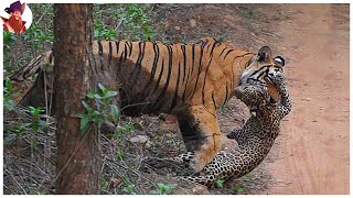 14 batallas de tigres increíbles capturadas en video [upl. by Pierce]