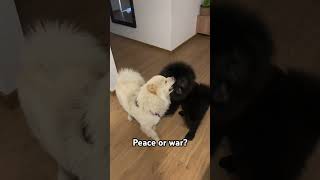 Chow Chow  Peace or war  chowchow fighting mydogs [upl. by Iclehc]