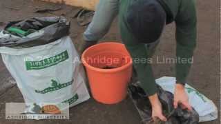 Heeling in bareroot hedging plants and trees in freezing weather [upl. by Civ]