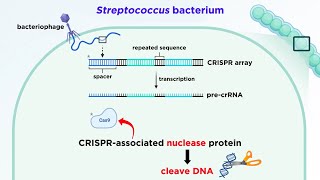 CRISPRCas9 Genome Editing Technology [upl. by Steinberg]