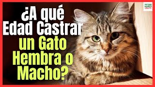 🚨 ¿CÚAL ES LA MEJOR EDAD PARA CASTRAR A UN GATO MACHO O HEMBRA 🚨 [upl. by Lemuela]