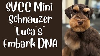 SVCC Mini Schnauzer Embark Report for Luca [upl. by Marylee]