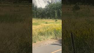 We saw a bear at Yosemite National Park [upl. by Nebur50]