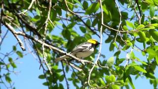 Golden Cheeked Warbler Singing [upl. by Dahs]