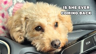 Sad Toy Poodle Gets Upset As Dog Mom Leaves Her [upl. by Notsuh]