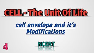 Cell Envelope and Its Modifications  CELLTHE UNIT OF LIFE  NEET Class11 [upl. by Camila409]