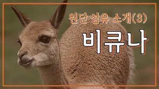 원단 섬유 소개 3 신의 섬유 비큐나비쿠냐Vicuna [upl. by Walkling713]