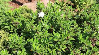 Gardenia Gardenia jasminoides  Plant Identification [upl. by Gnahc795]