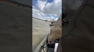 Maumee River Walleye Run March 2024 fishing walleye maumeeriver walleyefishing fishingvideo [upl. by Marucci]