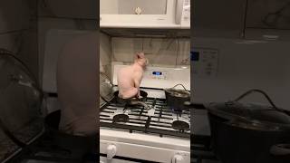 🐈Cat sfinks in the kitchen😂Funny animals [upl. by Esilana511]