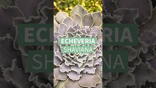 Echeveria shaviana Confira mais dicas de cultivo no blog wwwterrariosesuculentascombr [upl. by Ana371]