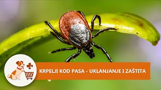 Krpelji kod pasa [upl. by Elisa]