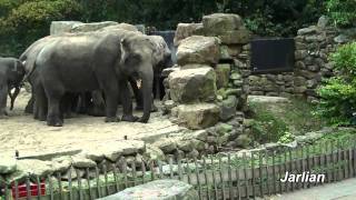 Val olifant Radza dierenpark Emmen [upl. by Christis922]