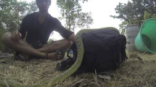 Trimeresurus gramineus [upl. by Htebirol374]