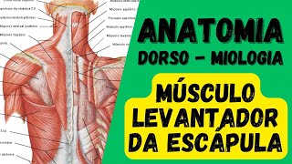 Músculo Levantador da escápula  Miologia do Dorso  Aula de Anatomia humana grátis e fácil [upl. by Yrrat866]