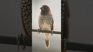 🐥•³⁸ Scalybreasted Munia Lonchura punctulata in Waxbill Munia Family Estrildidae [upl. by Dahaf]