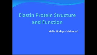 ELASTIN Protein Structure and Function [upl. by Dino]