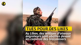 Liban  des millions d’oiseaux migrateurs abattus pour quelques “likes” [upl. by Sausa]