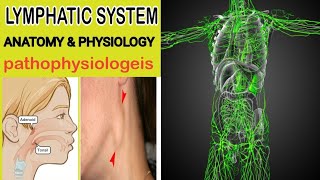 Lymphatic System Anatomy and Physiology  How Lymphatic System Work [upl. by Ycat]