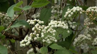 Weed Of The Week White Snakeroot [upl. by Mundt]