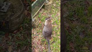 Rednecked Wallaby  Bird Paradise Singapore [upl. by Eelyme]