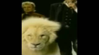 Siegfried Roy And Tiger Horn Attack  Fame Story।।tigertigerattackshortsyoutubeshorts [upl. by Randee]