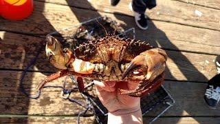 Half Moon Bay Pier Crabbing 2015 [upl. by Ahsiner788]