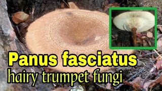 Panus fasciatus aka hairy trumpet fungi [upl. by Okkin400]