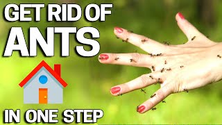 How to Get RID OF ANTS  Cheap amp Easy [upl. by Herates540]