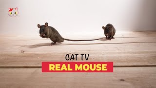 Mouse for Cats to Watch Real 🐁 REAL MICE FOR CATS TO BINGE WATCH 10 HOURS [upl. by Nilknarf110]