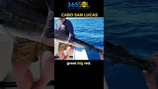 CABO SAN LUCAS 2  A Complete Travel Guide  A Luxurious Tour to Cabo San Lucas Mexico [upl. by Emiolhs848]