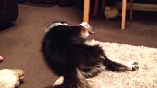 Dog and Chinchilla playing together [upl. by Annahael]