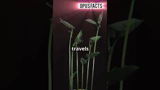 Why Do Sunflowers Follow the Sun 🌻☀️ Amazing Fact OPUS FACTS [upl. by Elletnahs]