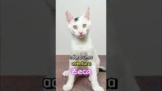 Nomes Perfeitos para Gatos Segundo a Ciência [upl. by Apeed]