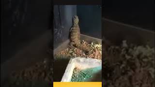 lézard qui danse le zouk  Animaux France [upl. by Kirbee]