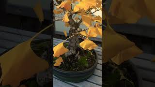 Ginkgo Bonsai in the Fall bonsai bonsaitree garden gardening tree plant [upl. by Gerdeen828]