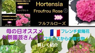 母の日オススメ❗🇫🇷フレンチ紫陽花フルフルローズコンフェッティパンサーコンフェッティギュパール❗💕💕😌💕💕矢祭園芸さんより [upl. by Saref]