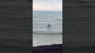 Epic Seagull Hunt 🦅 Catching Flounder in the Baltic Sea Liepaja 🌊 shortsviral [upl. by Orpah107]