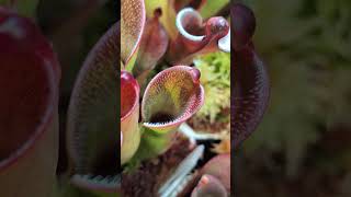 Heliamphora pulchella quotPulchellaquot means beautiful in Latin carnivorousplants [upl. by Osicran]