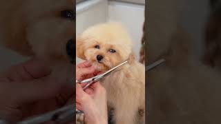 How to Grooming Adorable Poodle Puppy  トイプーの子犬をヘアカットしたら トリミング asmr puppy grooming dogshorts [upl. by Cuthburt]