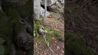 Boletus pinophilusBellissima scena al suon di violino porcini boletus mushroom nature forest [upl. by Llemert]